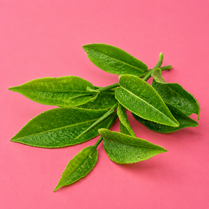 Green Tea Extract (Catechins)