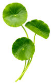 Centella Asiatica